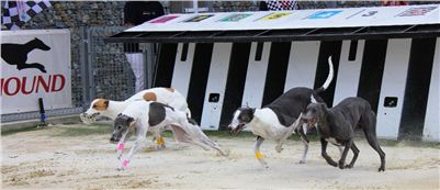 Greyhound_Park_racing_artists_kids_greyhounds_CGDF_IMG_2070.JPG