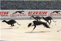 Greyhound_Park_racing_artists_kids_greyhounds_CGDF_IMG_2050.JPG