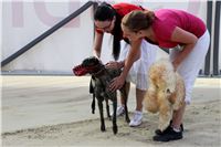 Catching_Pen_Greyhound_Race_Track_Prague_whippet_Greyhound_Park_Motol_CGDF_IMG_2607.JPG