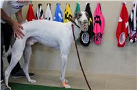 Racing_Paddock_Greyhound_Racing_Track_Prague_Park_CGDF_IMG_2542.JPG