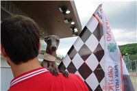 Dog_Brother_Greyhound_Park_Motol_CGDF_DSC01290.JPG