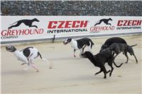 Dog_Brother_Greyhound_Park_Motol_CGDF_IMG_2783.jpg