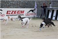 Dog_Brother_Greyhound_Park_Motol_CGDF_IMG_2809.JPG