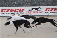 Dog_Brother_Greyhound_Park_Motol_CGDF_IMG_2811.jpg