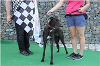 Dog_Brother_Greyhound_Park_Motol_CGDF_IMG_2821.JPG