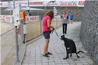 Dog_Brother_Greyhound_Park_Motol_CGDF_IMG_2826.JPG