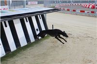 Dog_Brother_Greyhound_Park_Motol_CGDF_IMG_2832.JPG