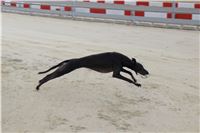 Dog_Brother_Greyhound_Park_Motol_CGDF_IMG_2833.JPG