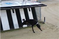 Dog_Brother_Greyhound_Park_Motol_CGDF_IMG_2848.JPG