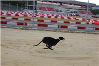 Dog_Brother_Greyhound_Park_Motol_CGDF_IMG_2851.JPG