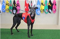 Dog_Brother_Greyhound_Park_Motol_CGDF_IMG_2865.jpg