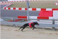 Dog_Brother_Greyhound_Park_Motol_CGDF_IMG_2878.JPG