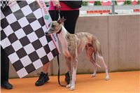 Dog_Brother_Greyhound_Park_Motol_CGDF_IMG_2903.JPG