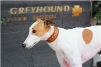 Snidane_s_Novou_Greyhound_Park_Motol_IMG_4595.JPG