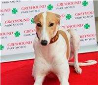 Snidane_s_Novou_Greyhound_Park_Motol_IMG_4705.JPG