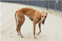 Snidane_s_Novou_Greyhound_Park_Motol_IMG_4727.JPG