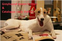 Greyhound_Queen_Vuitton_Catalogue_Louis_Vuitton_Czech_Greyhound_Racing_Federation.jpg