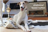 Greyhound_Queen_Vuitton_Czech_Greyhound_Racing_Federation.jpg