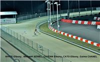 St. Leger_2013_Greyhound_Park_Motol_Prague_CGDF_IMG_6285.JPG