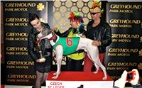 St. Leger_2013_Greyhound_Park_Motol_Prague_CGDF_IMG_6322.JPG