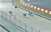 St. Leger_2013_Greyhound_Park_Motol_Prague_CGDF_IMG_6375.JPG