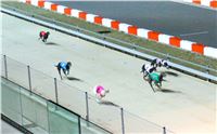 St. Leger_2013_Greyhound_Park_Motol_Prague_CGDF_IMG_6376.JPG