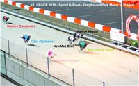 St-Leger_2013_Greyhound_Park_Motol_Prague_CGDF_IMG_6377.jpg