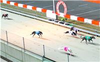 St. Leger_2013_Greyhound_Park_Motol_Prague_CGDF_IMG_6378.JPG