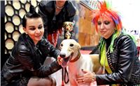 St. Leger_2013_Greyhound_Park_Motol_Prague_CGDF_IMG_6402.JPG