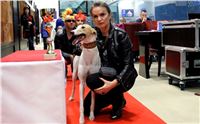 St. Leger_2013_Greyhound_Park_Motol_Prague_CGDF_IMG_6407.JPG