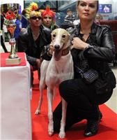 St. Leger_2013_Greyhound_Park_Motol_Prague_CGDF_IMG_6408.JPG