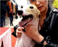 St. Leger_2013_Greyhound_Park_Motol_Prague_CGDF_IMG_6411_v.JPG