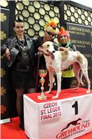 St. Leger_2013_Greyhound_Park_Motol_Prague_CGDF_IMG_6436.JPG