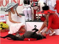 Greyhound_Cato_Elbony_Czech_Greyhound_Racing_Federation_57.JPG Greyhound_Cato_Elbony_Czech_Greyhound_Racing_Federation_57.jpg