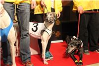 Halloween_Greyhound_Race_2013_Greyhound_Park_Prague_IMG_6656.jpg