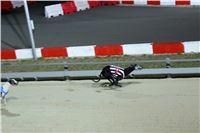 Halloween_Greyhound_Race_2013_Greyhound_Park_Prague_IMG_6679.JPG