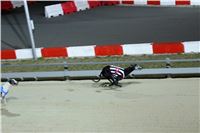 Halloween_Greyhound_Race_2013_Greyhound_Park_Prague_IMG_6679.JPG