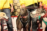 Halloween_Greyhound_Race_2013_Greyhound_Park_Prague_IMG_6745.JPG