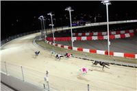 Halloween_Greyhound_Race_2013_Greyhound_Park_Prague_IMG_6790.JPG