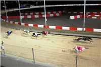 Halloween_Greyhound_Race_2013_Greyhound_Park_Prague_IMG_6791.JPG