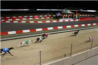 Halloween_Greyhound_Race_2013_Greyhound_Park_Prague_IMG_6793.JPG