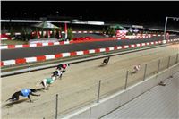 Halloween_Greyhound_Race_2013_Greyhound_Park_Prague_IMG_6794.JPG