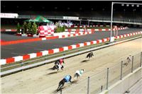 Halloween_Greyhound_Race_2013_Greyhound_Park_Prague_IMG_6796.JPG