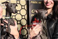 Halloween_Greyhound_Race_2013_Greyhound_Park_Prague_IMG_6915.JPG