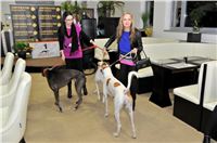 The_ultimate_greyhound_2013_Greyhound_Park_Praha_2131109_014.jpg