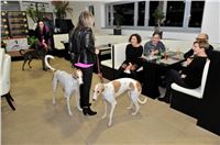 The_ultimate_greyhound_2013_Greyhound_Park_Praha_2131109_015.jpg