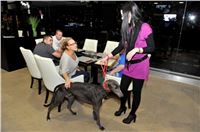 The_ultimate_greyhound_2013_Greyhound_Park_Praha_2131109_017.jpg