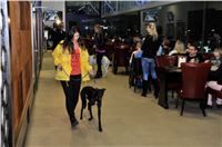 The_ultimate_greyhound_2013_Greyhound_Park_Praha_2131109_020.jpg