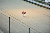 The_ultimate_greyhound_2013_Greyhound_Park_Praha_2131109_026.jpg