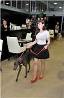 The_ultimate_greyhound_2013_Greyhound_Park_Praha_2131109_096.jpg